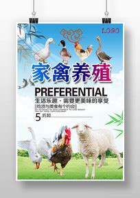 鸡鸭鹅海报图片_鸡鸭鹅海报设计素材_红动中国