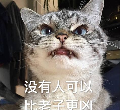 猫咪超凶表情包|猫咪|表情包|网络_新浪新闻