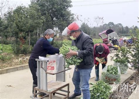 志愿者帮银桥蔬菜合作社采摘蔬菜送往黄冈 - 益阳 - 长沙事 - 华声在线