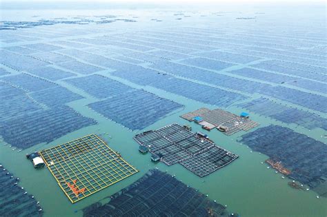 湛江市首个海上养殖平台正式落户流沙港并投入使用