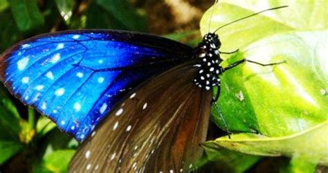 蝴蝶谷位于米却肯州（Michoacán）中部的埃尔罗萨利奥帝王蝶自然保护