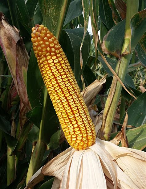 2021年种什么玉米品种?|玉米|品种|植株_新浪新闻