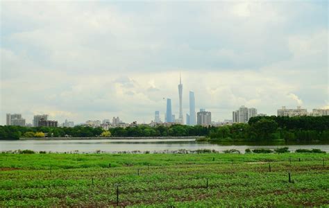 海珠湿地记-雨过天晴海珠湖 - 中国自然保护区生物标本资源共享平台