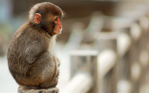 【峨眉山的猴子摄影图片】峨眉山生态摄影_xinlianyong_太平洋电脑网摄影部落