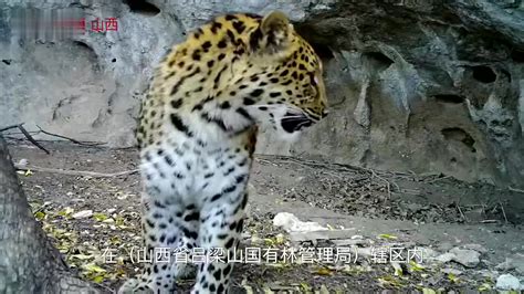 生活在中国的五种豹，还有一种为中国独有|云豹|雪豹|东北豹_新浪新闻