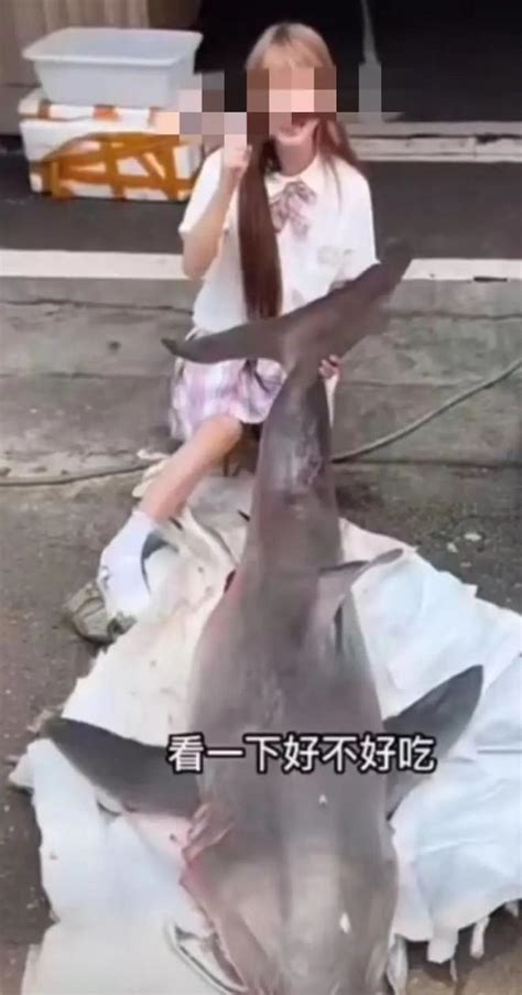 网红吃播的濒危大白鲨，来源查清了_澎湃号·媒体_澎湃新闻-The Paper
