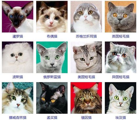 中国猫的品种和名字（盘点7款经典“中华田园猫”） - 胖萌舍宠物网