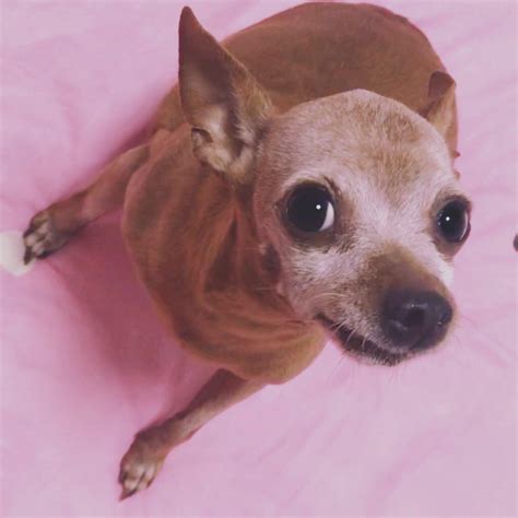 鹿犬狗狗图片