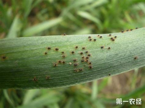 春季红蜘蛛频发，如何来防治-月季养护-藤本月季网