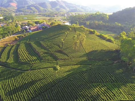 博罗柏塘：重塑茶产业链条 茶文旅融合发展_惠州新闻网