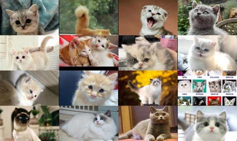猫咪的名字有哪些 给小猫起名字大全-周易算命网