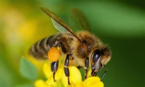 蜜蜂象征着什么 - 业百科