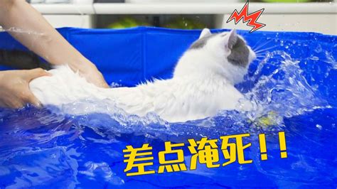 小猫被扔进游泳池，差点淹死自己！