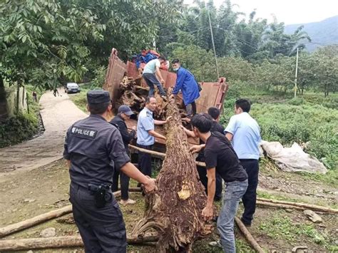 530株古树名木被追回挽救 公安机关打击破坏古树名木违法犯罪-云南省林业和草原局-关注森林网