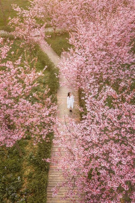樱花盛开的春天图片素材-正版创意图片401005441-摄图网