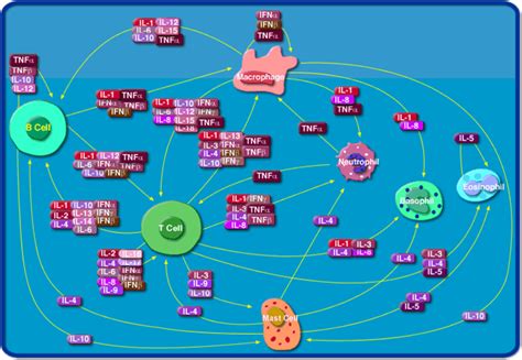 细胞因子的功能介绍&在疾病中的作用机制：炎症&自身免疫系统疾病&其他疾病