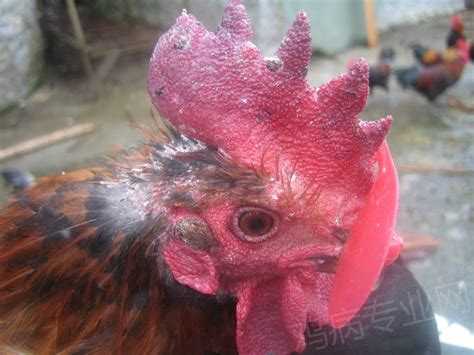禽医静心谈鸡支原体病怎么治，有哪些症状 - 知乎