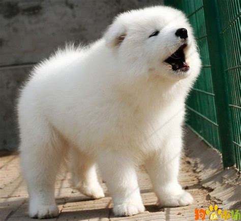 贵州出售萨摩耶犬小狗包品质 贵阳萨摩耶幼犬多少钱一只 - 狗市场