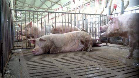 养猪场好奇的猪在整洁干净的室内养猪场养猪高清图片下载-正版图片502936828-摄图网