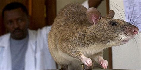 巨型老鼠入侵美国佛罗里达州 体重达4公斤(图)_手机新浪网