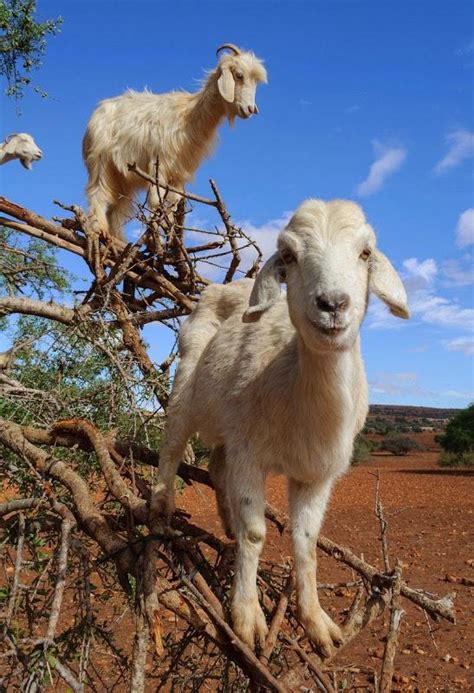 新研究发现山羊可以从其他山羊的叫声中听出情绪的微妙变化 - 神秘的地球 科学|自然|地理|探索