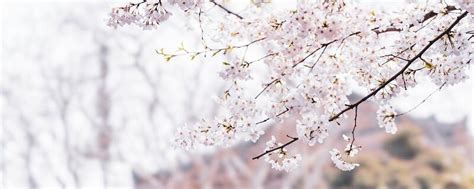 樱花花语是什么？_好花网