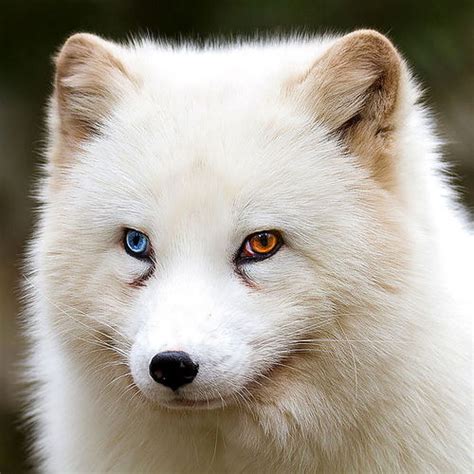 世界上7大绝色美狐，它们不是为了当皮草而存在的！