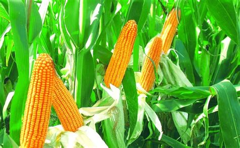 河北玉米何时成熟，附种植管理技术 | 农人网