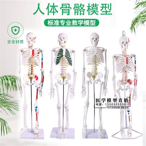 45CM人体脊柱模型人体骨骼大脊椎椎间盘神经颈椎胸椎尾椎椎骨骨盆-阿里巴巴
