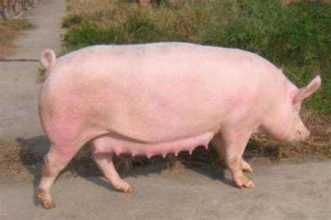 纯种二元母猪价格赣州市场价格大约克母猪 济宁 鸿超-食品商务网