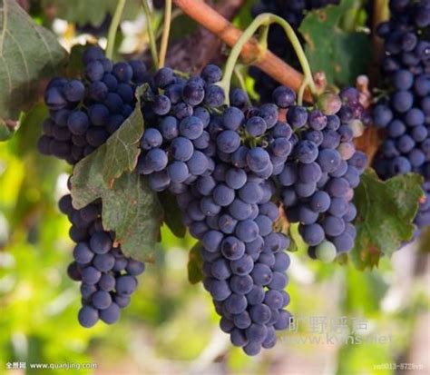 给葡萄品种起名字，谁都别和晚清文人比！_凤凰网