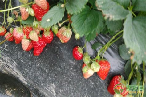 草莓又到施肥季 科学指导要记牢-华商经济网
