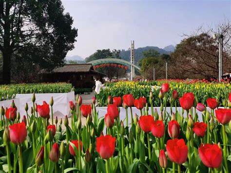 绿色植物与现代建筑重庆高清图片下载-正版图片502924003-摄图网