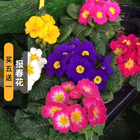 怎样在小区养植玉簪花、报春花、条纹十二卷等净化空气的植物？