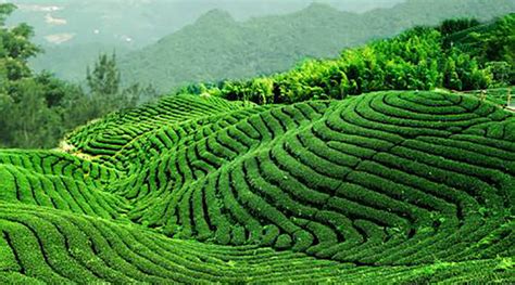 黄山区龙门乡：清洁化生产推动茶叶产业转型升级 - 产业振兴 - 安徽财经网