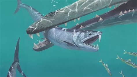 6600万年前恐龙大灭绝后 巨大的剑齿凤尾鱼出现了 - 神秘的地球 科学|自然|地理|探索