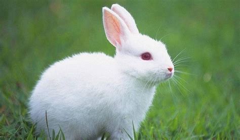 兔子喜欢吃什么食物 兔子喜欢吃的食物介绍_知秀网