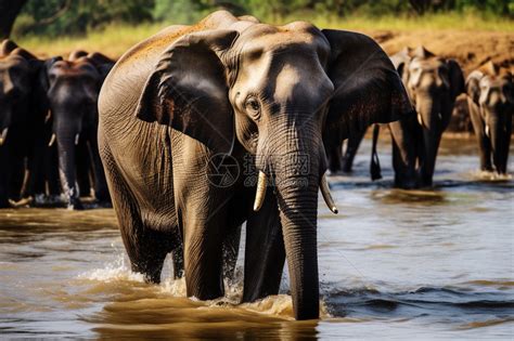 外出喝水的野生大象高清图片下载-正版图片600414558-摄图网