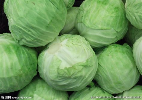 甘蓝菜图片