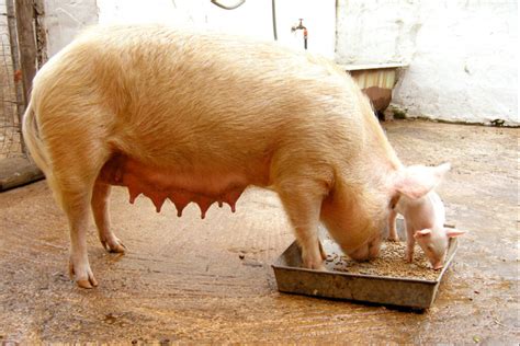 实验证实，越早发情的后备母猪其终生繁殖力越高 - 猪好多网