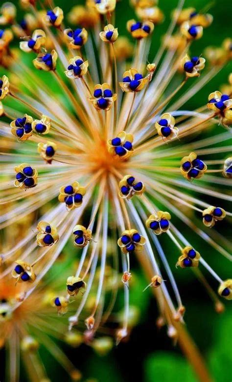 在一个充满幻想的植物王国，摄影师Al Mefer为叶子披上奇异的色彩！|植物王国|摄影师|幻想_新浪新闻
