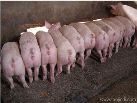 行情宝-官方官方：9月投放储备肉，猪价上涨刹车！