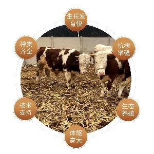 鸡西西门塔尔牛养殖基地 四五百斤的小公牛价格 吉林四平 福成五丰-食品商务网