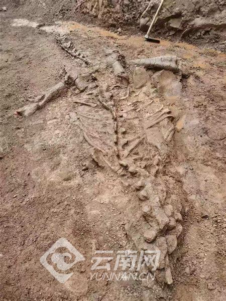 辽西发现大型长羽毛驰龙类恐龙---中国文明网