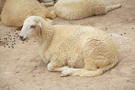 羊群躺下草地羊肉哺乳动物少年动物农业农村家畜羊毛眼睛高清图片下载-正版图片322170715-摄图网