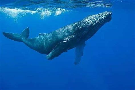 海洋科普丨为什么鲸鱼要喷水？从哪里喷水？_喷气