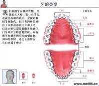 2022年口腔主治医师考点考情介绍-下颌前磨牙的牙体解剖特点