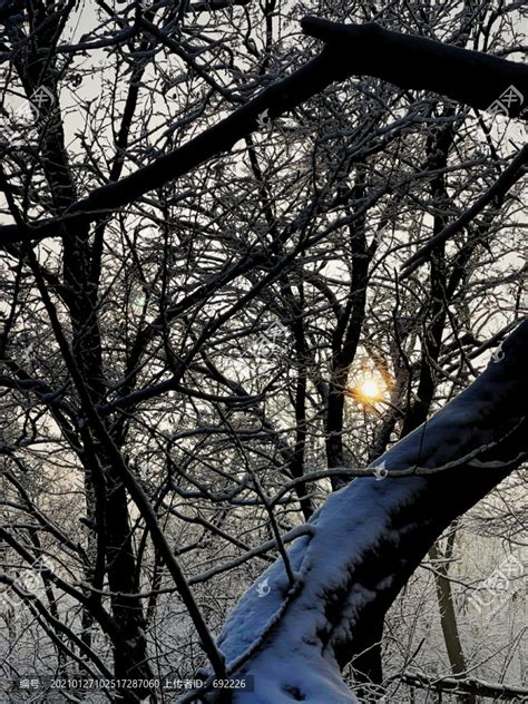 雪树,树木,植物花草,摄影,汇图网www.huitu.com