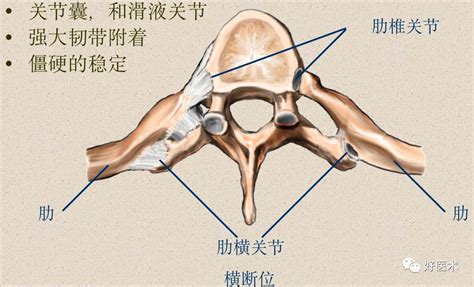 钩椎关节解剖图图片