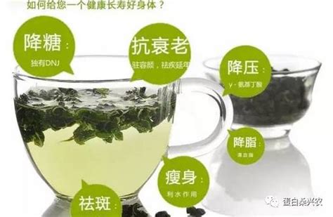 湿气重的人能喝桑叶茶吗-中国风投网